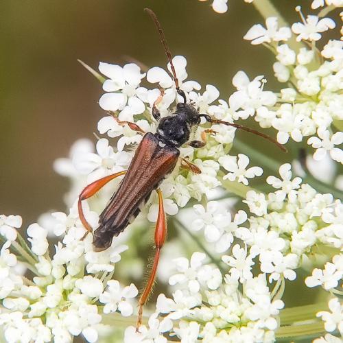 Réf. 209 446 : Stenopterus rufus